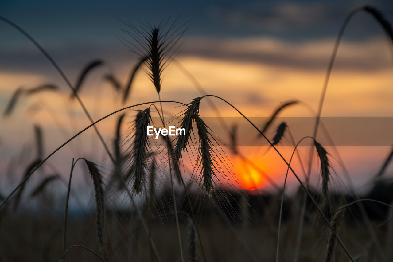 sunset, sky, plant, nature, landscape, cereal plant, beauty in nature, land, grass, cloud, field, crop, sunlight, dusk, rural scene, tranquility, agriculture, environment, sun, growth, no people, focus on foreground, twilight, scenics - nature, close-up, tranquil scene, silhouette, summer, orange color, outdoors, yellow, multi colored, idyllic, barley, selective focus, dramatic sky, non-urban scene, horizon, food, vibrant color, back lit, wheat, backgrounds, evening, meadow, plain, gold, extreme close-up, corn, romantic sky, grass family, food and drink, urban skyline