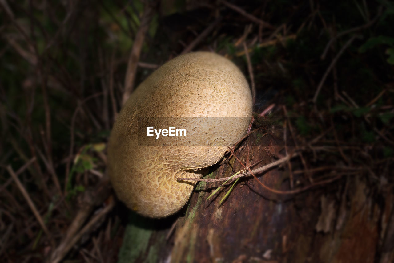 CLOSE-UP OF MUSHROOM GROWING ON WOOD