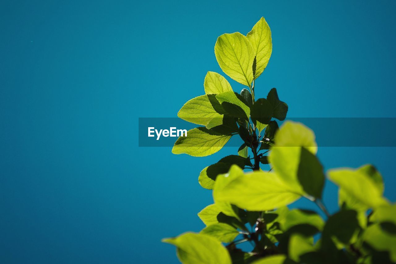 LOW ANGLE VIEW OF FLOWERING PLANT AGAINST SKY