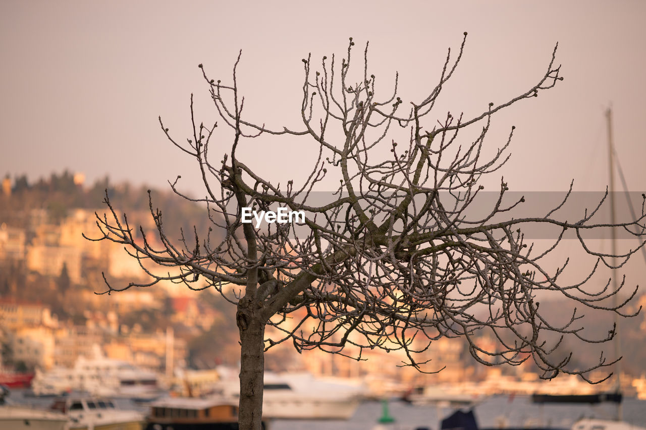 Bare trees against mountain and sea