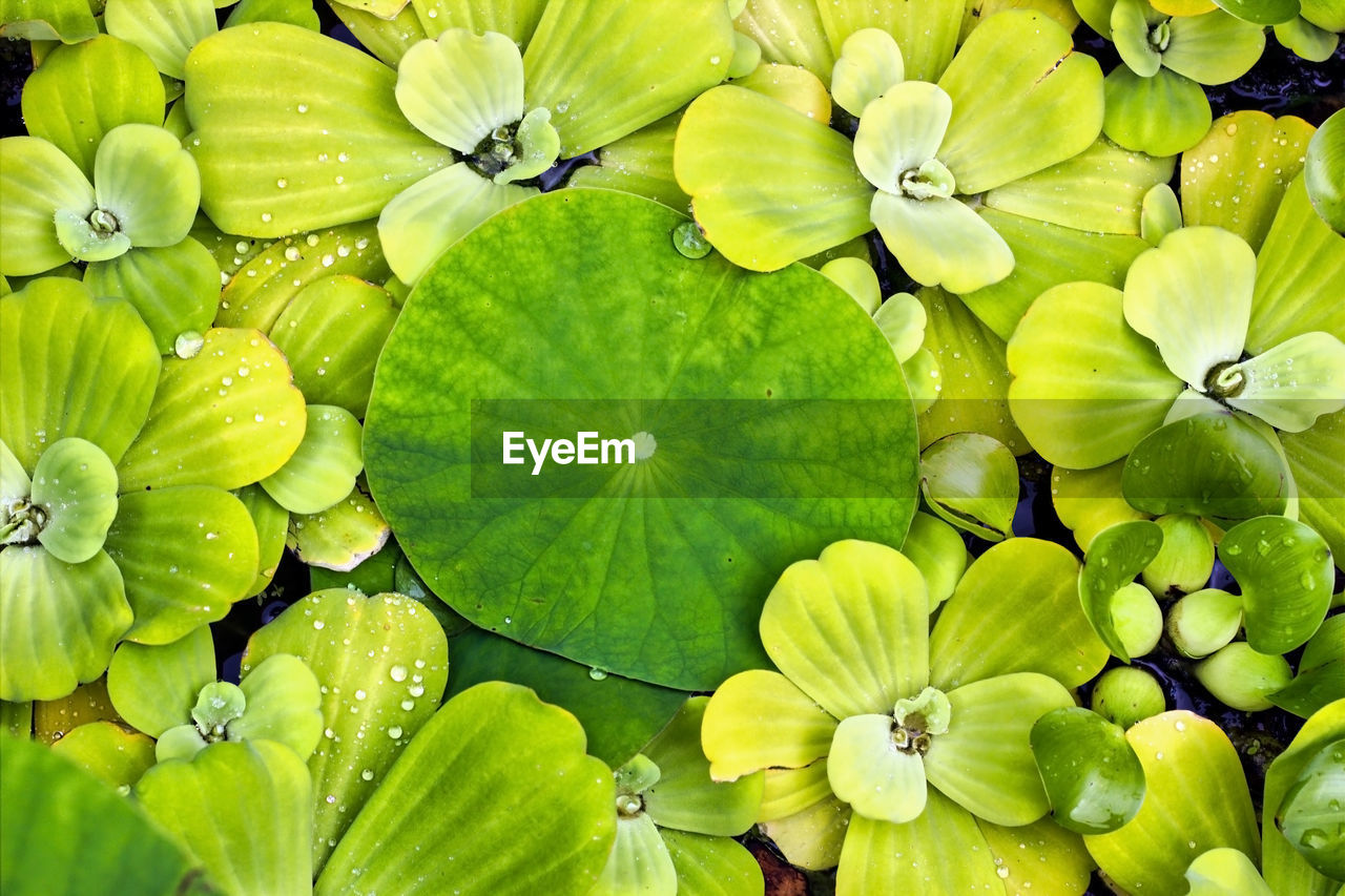 Bunch of lotus lily flower leaves in water. green abstract pattern in nature. leaf background