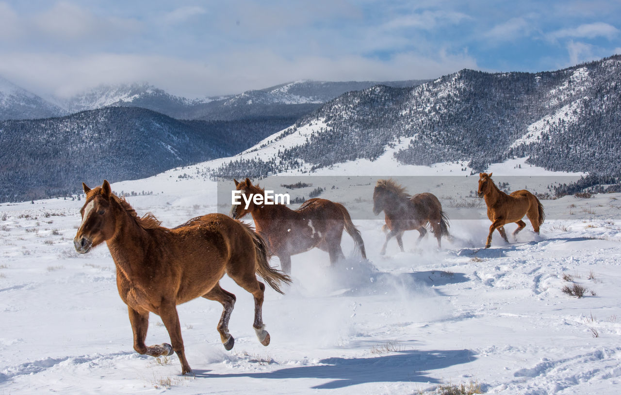 HORSES IN A FIELD