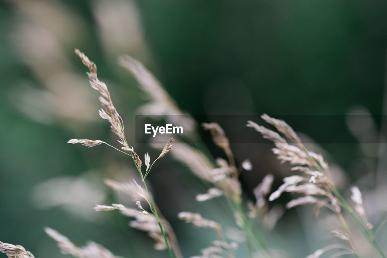 CLOSE-UP OF STALKS IN THE FIELD