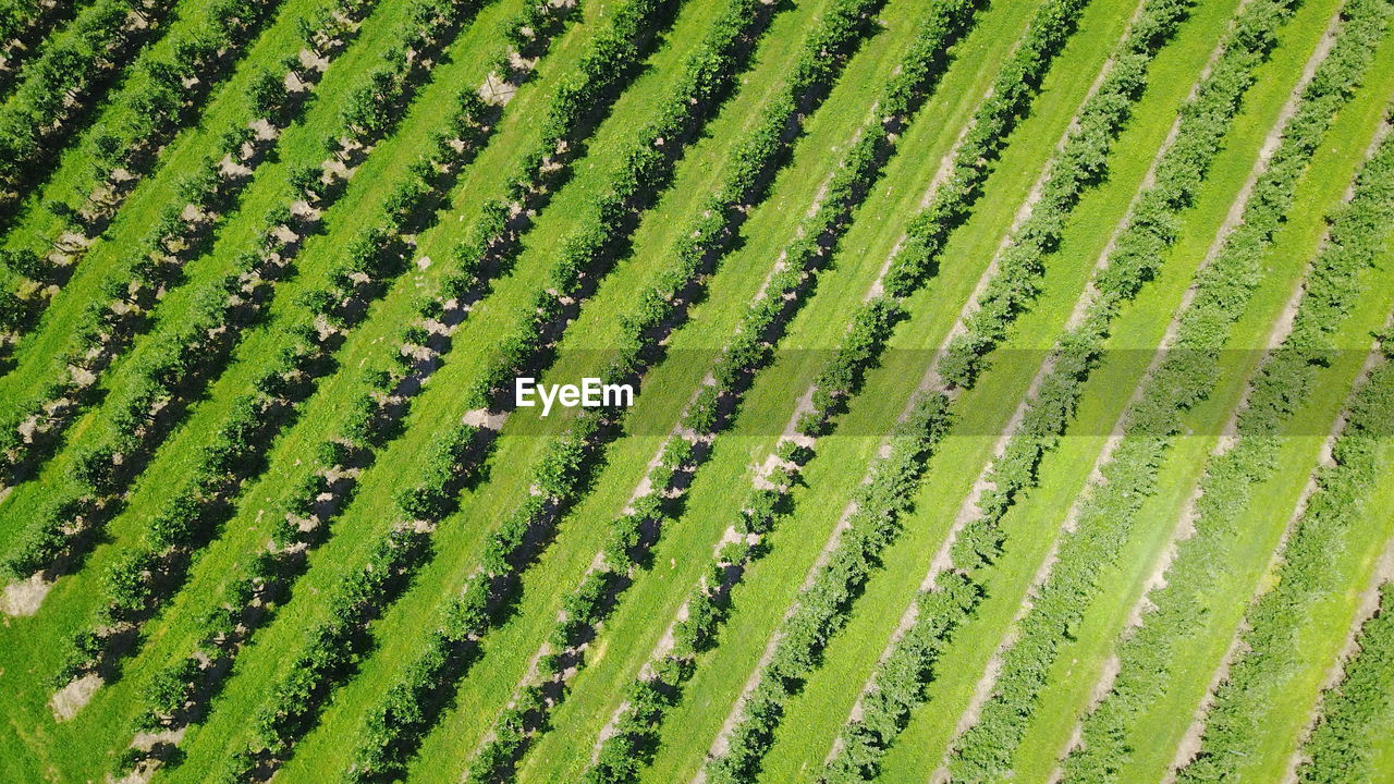 Full frame shot of agricultural field