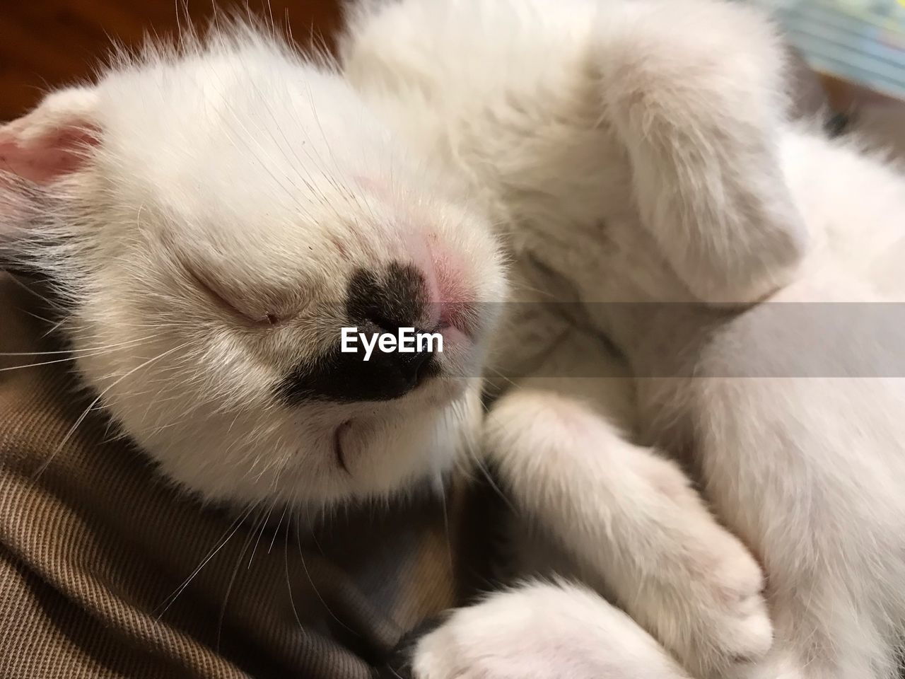 CLOSE-UP OF A SLEEPING CAT