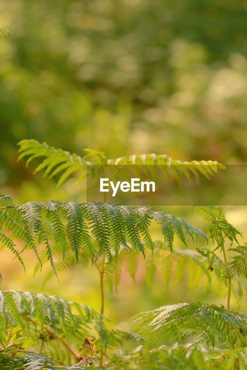 plant, green, leaf, tree, nature, plant part, branch, ferns and horsetails, beauty in nature, growth, no people, vegetation, fern, close-up, environment, outdoors, day, land, focus on foreground, forest, sunlight, flower, tranquility, pinaceae, freshness, tropical climate, coniferous tree, selective focus, frond, pine tree, lush foliage