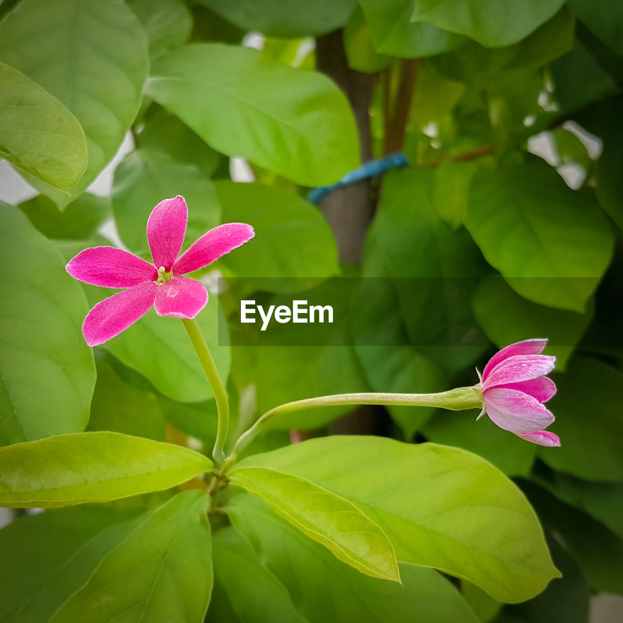 Close-up of pink flowers