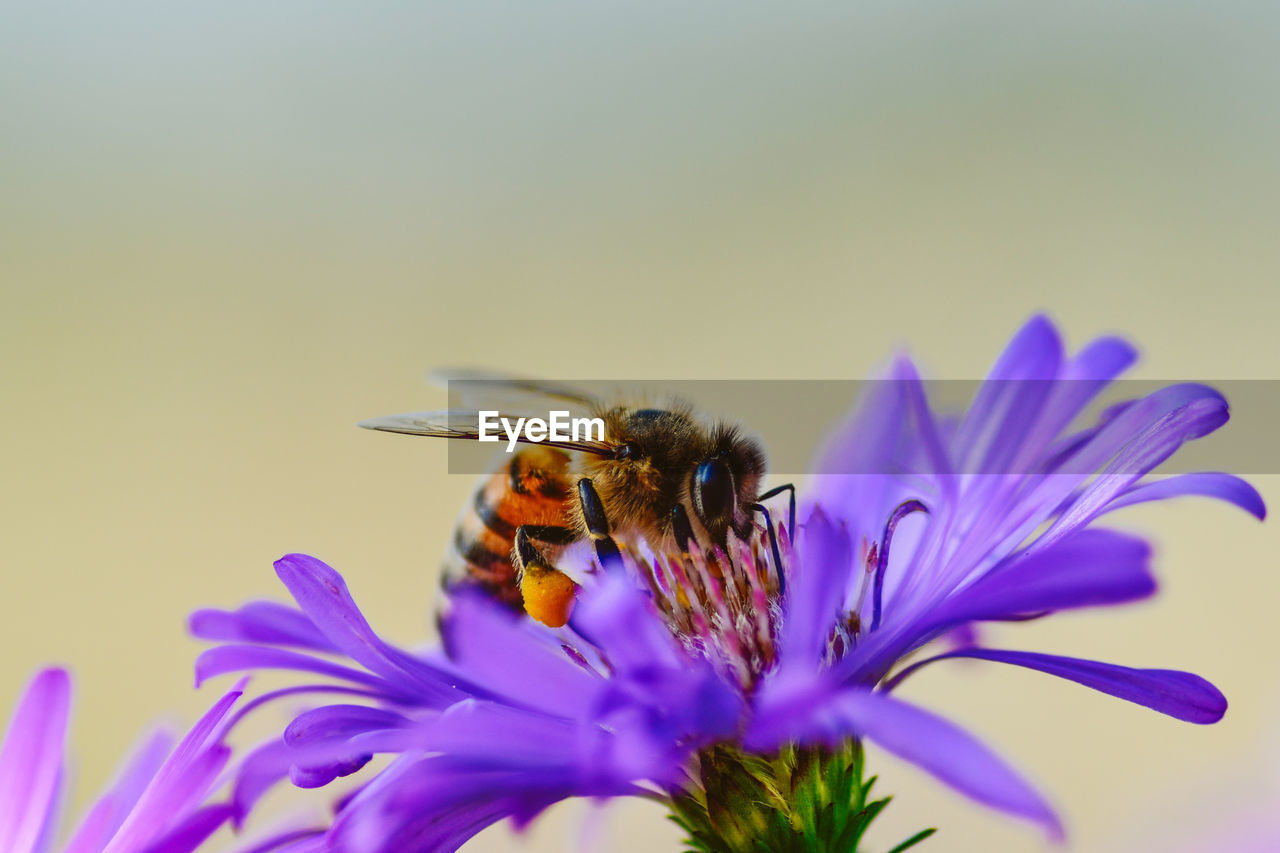 Close-up of bee pollinating on purple flower