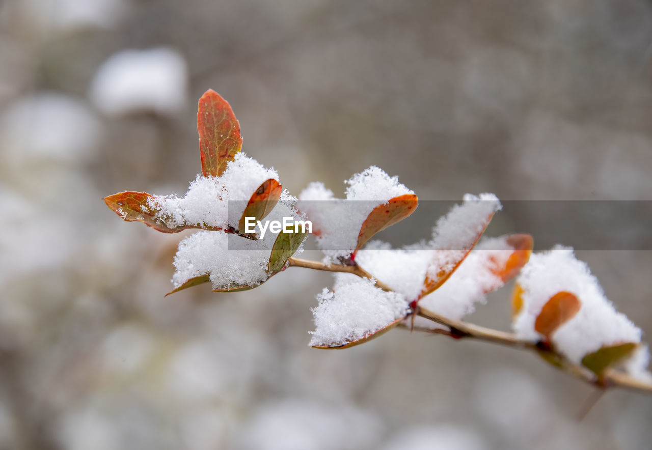 winter, snow, cold temperature, branch, close-up, frost, macro photography, flower, leaf, nature, blossom, spring, plant, no people, frozen, ice, focus on foreground, beauty in nature, white, day, outdoors, freezing, petal, twig, tree, food, environment, fruit, food and drink, selective focus