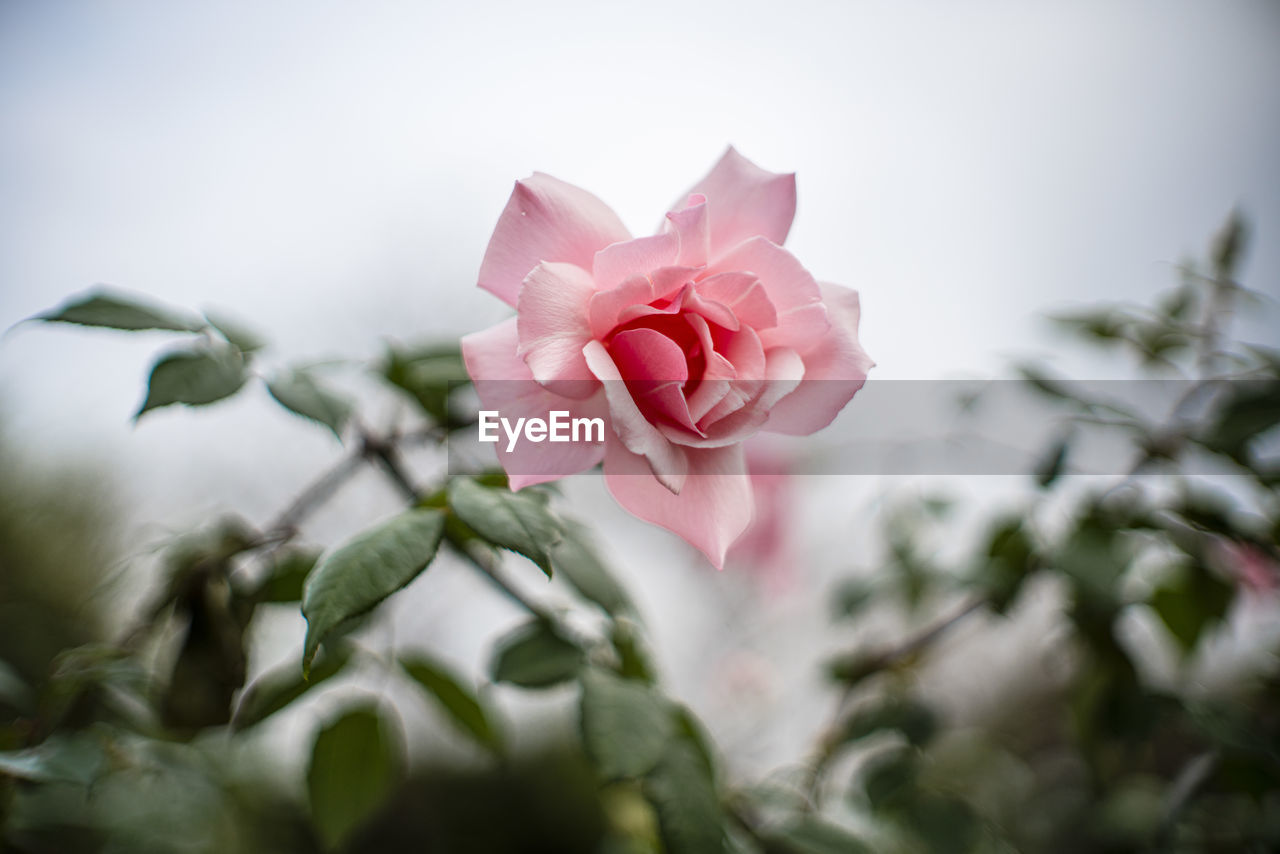 plant, flower, flowering plant, beauty in nature, pink, rose, nature, freshness, petal, macro photography, close-up, blossom, flower head, inflorescence, fragility, leaf, plant part, no people, outdoors, selective focus, garden roses, growth, springtime, rose - flower, tree, green
