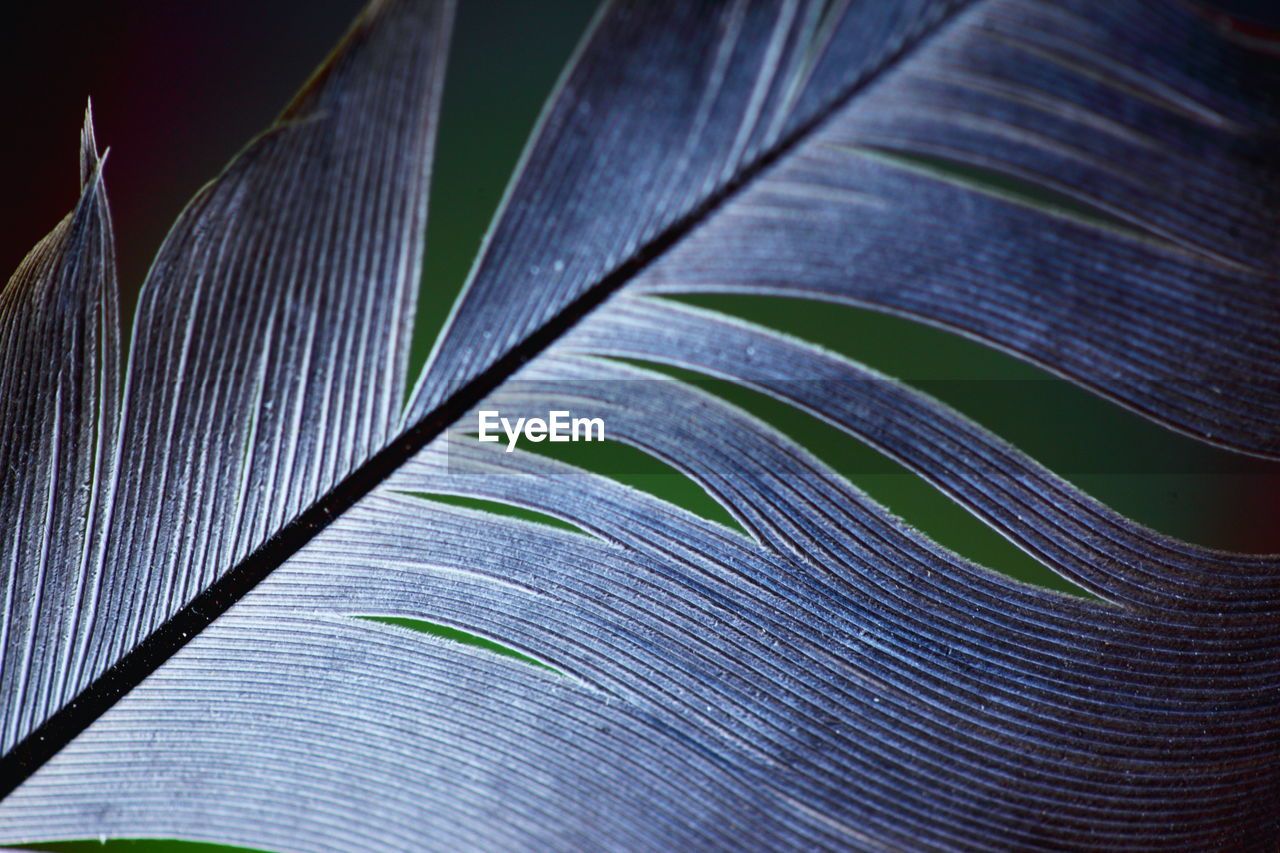 Close-up of white feather