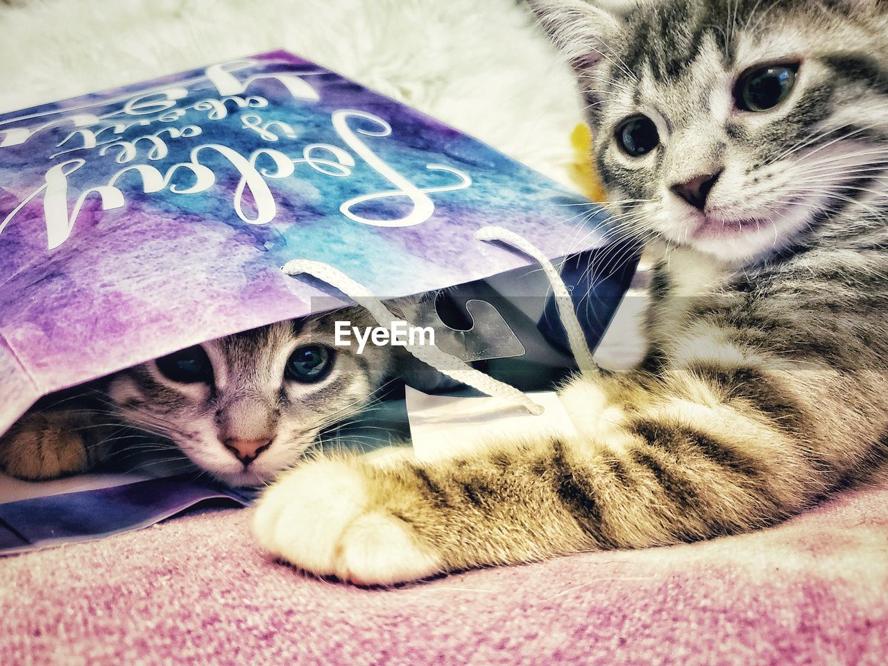 CLOSE-UP OF CAT LYING ON BED