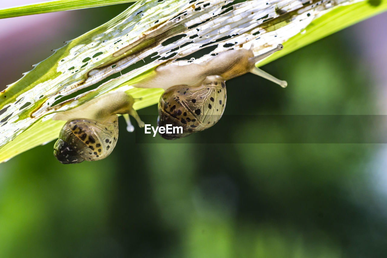 CLOSE-UP OF INSECTS ON PLANT