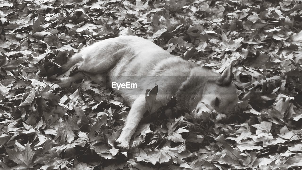 HIGH ANGLE VIEW OF DOG RELAXING OUTDOORS