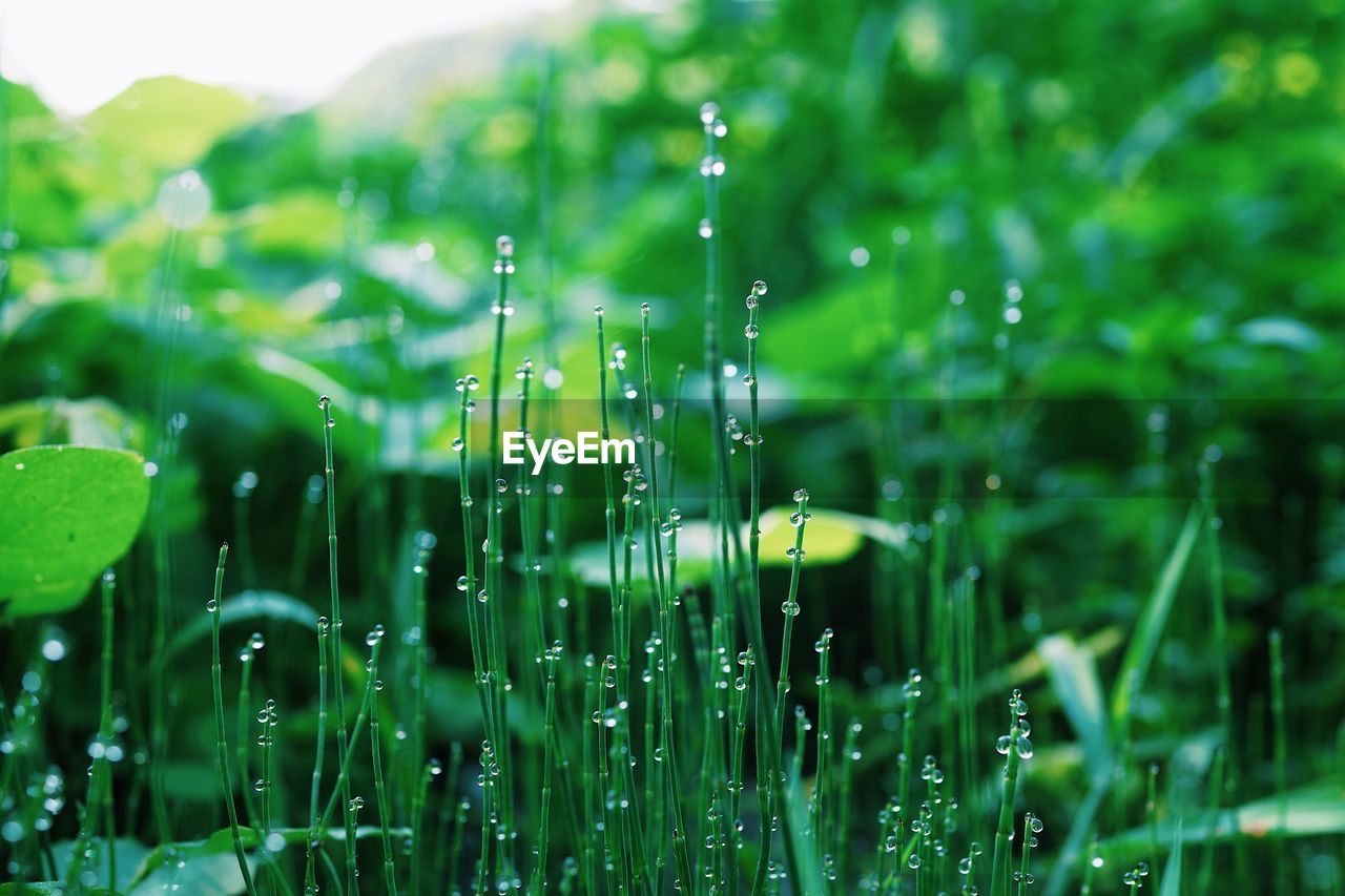 Close-up of wet grass during rainy season