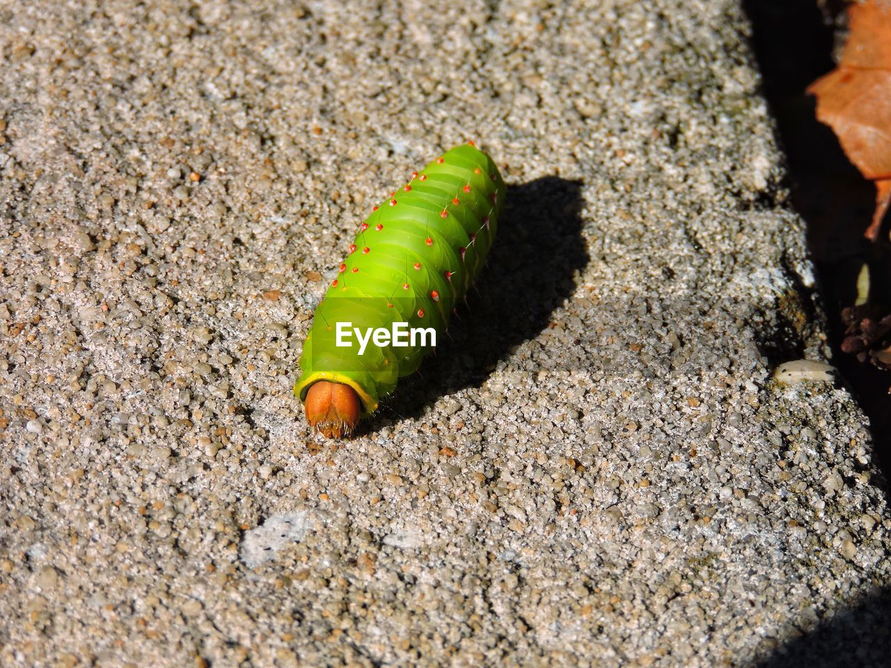 insect, caterpillar, soil, green, macro photography, animal, nature, no people, leaf, day, sunlight, high angle view, land, animal wildlife, moths and butterflies, close-up, animal themes, wildlife, yellow, one animal, outdoors, larva, shadow, sand, beach