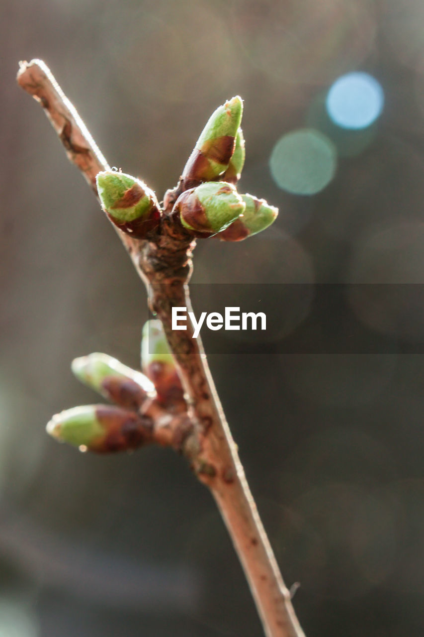 CLOSE-UP OF PLANT WITH BUDS