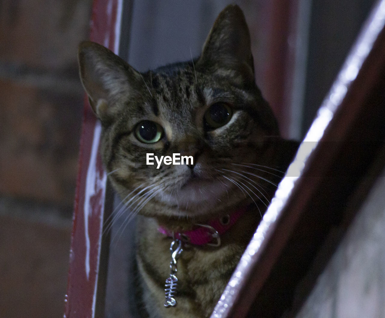 CLOSE-UP PORTRAIT OF CAT LOOKING DOWN