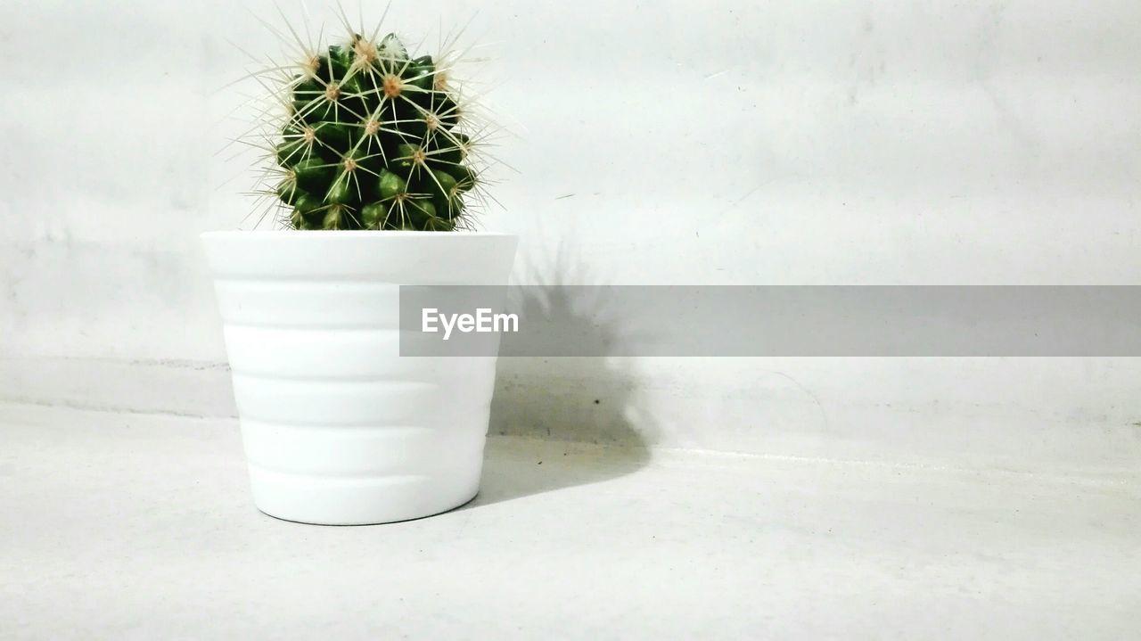 POTTED PLANT ON TABLE