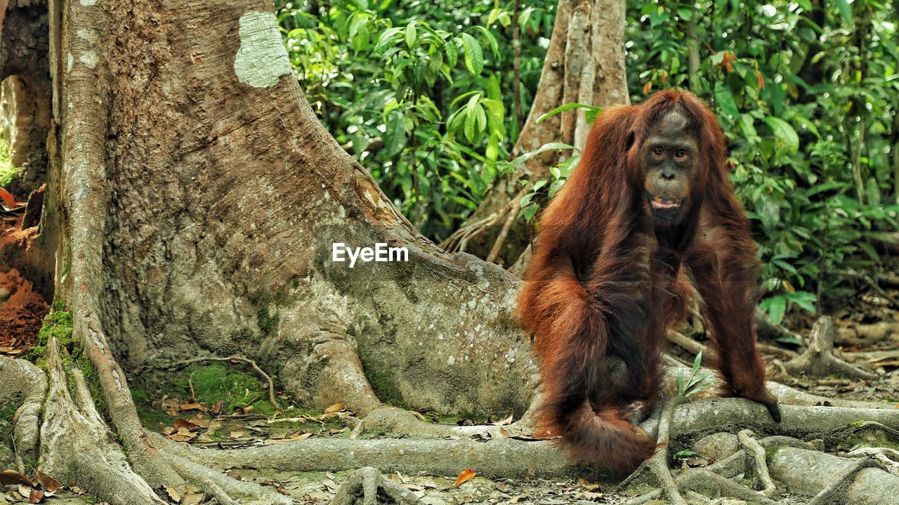 Close-up of monkey, orangutan 