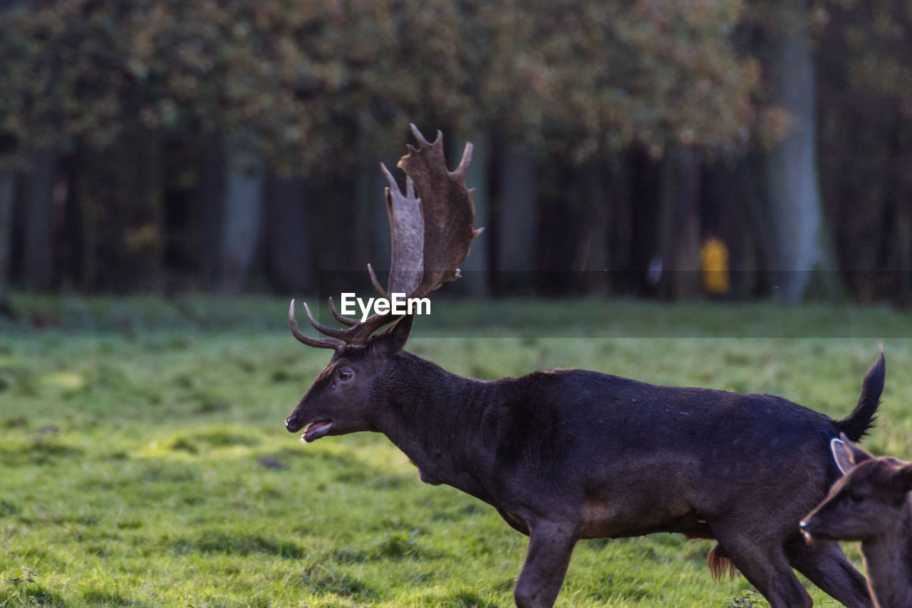 DEER IN FIELD