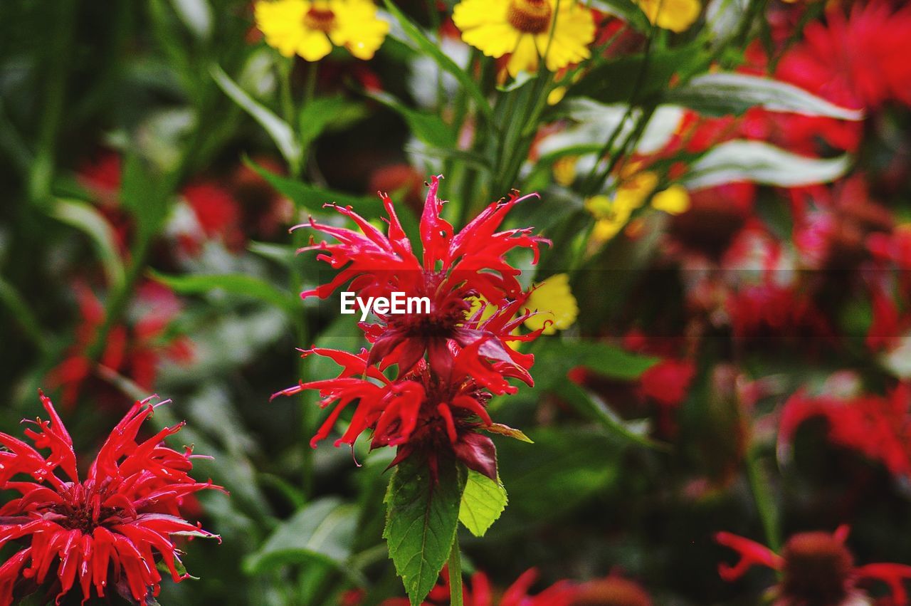 Close-up of red flowering plant