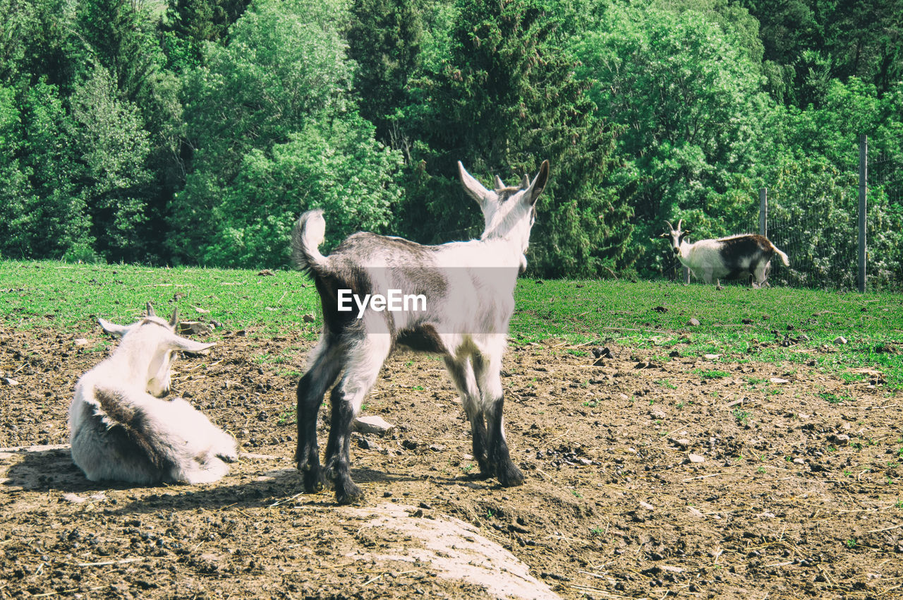 VIEW OF A SHEEP ON FIELD