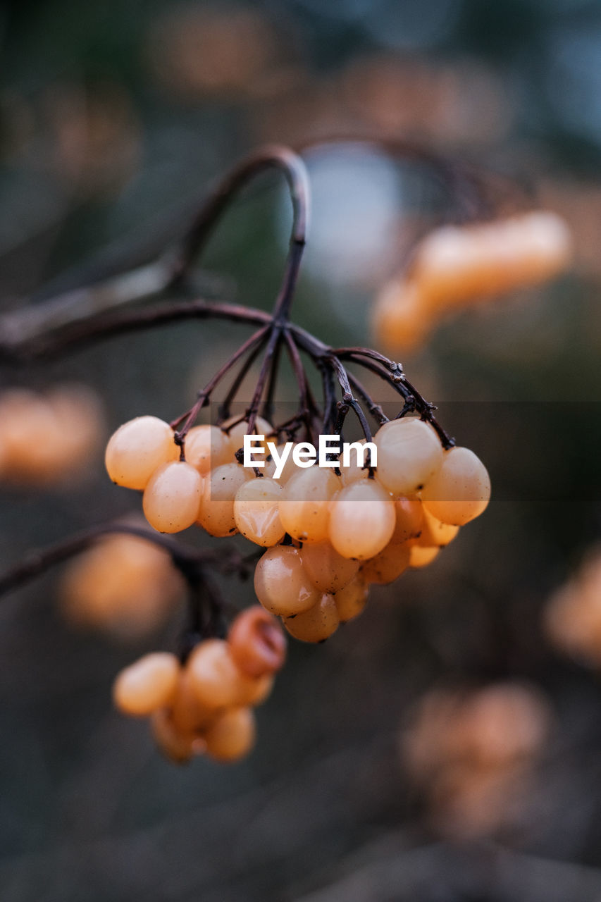 Close-up of autumnal berries