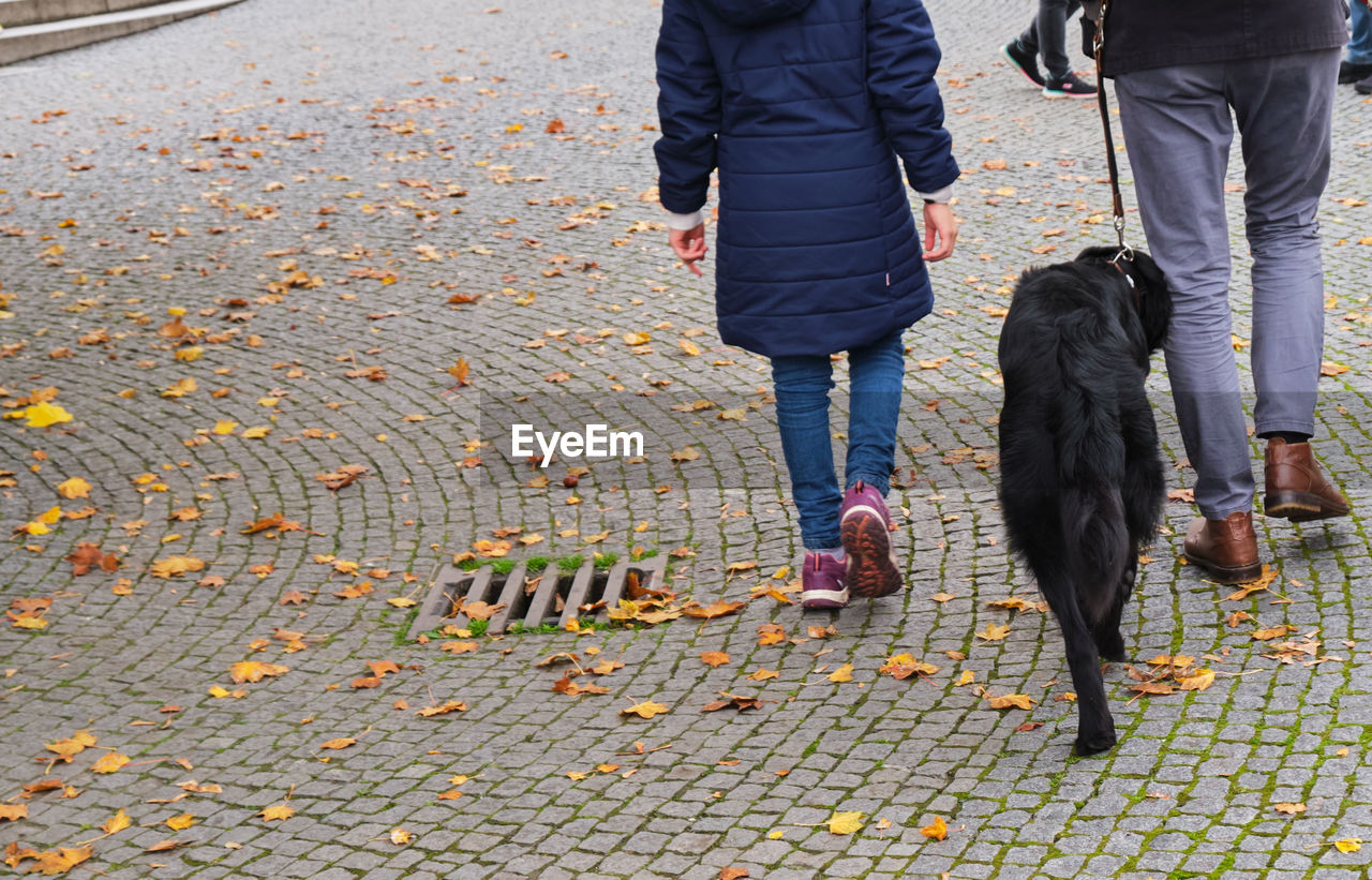 dog, low section, canine, footpath, walking, adult, two people, men, day, autumn, pet, domestic animals, street, one animal, city, women, animal themes, animal, human leg, lifestyles, casual clothing, mammal, leash, leisure activity, leaf, plant part, outdoors, nature, pet leash, rear view, clothing, standing, jeans, sidewalk, cobblestone, shoe, stone, bonding, motion, road, person