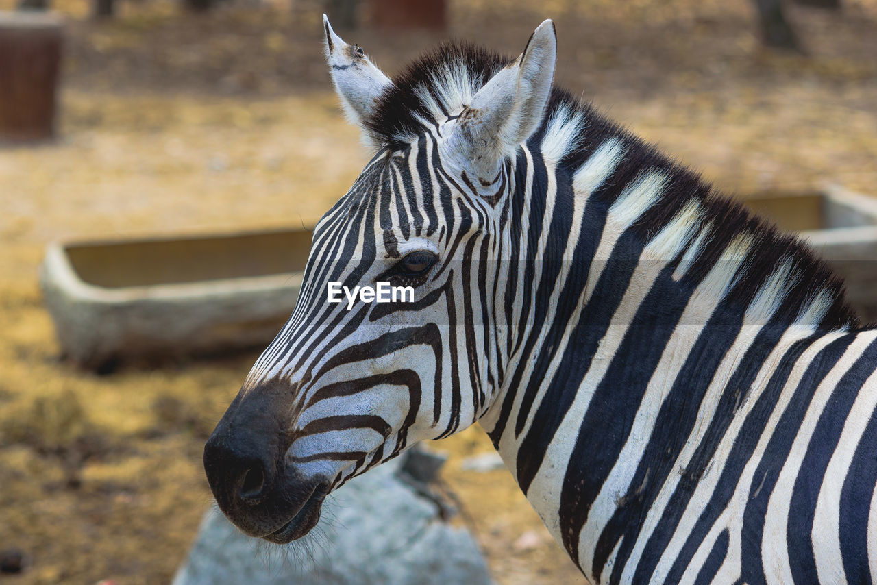 Zebra in the natural zoo.