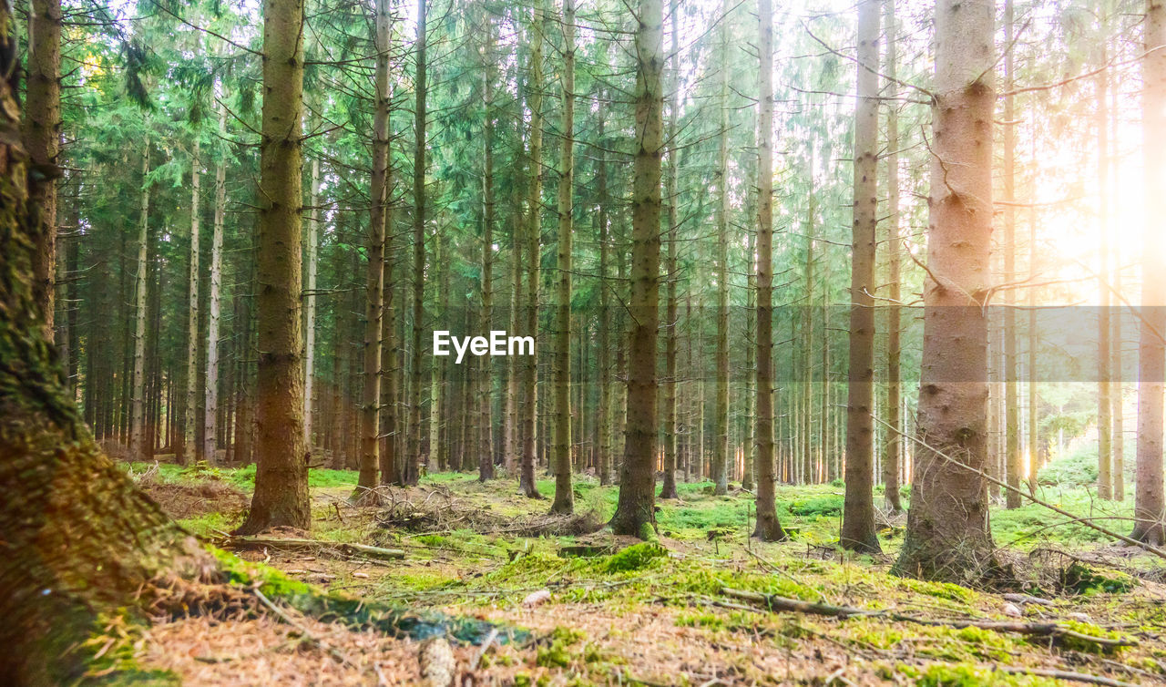 Pine trees in forest