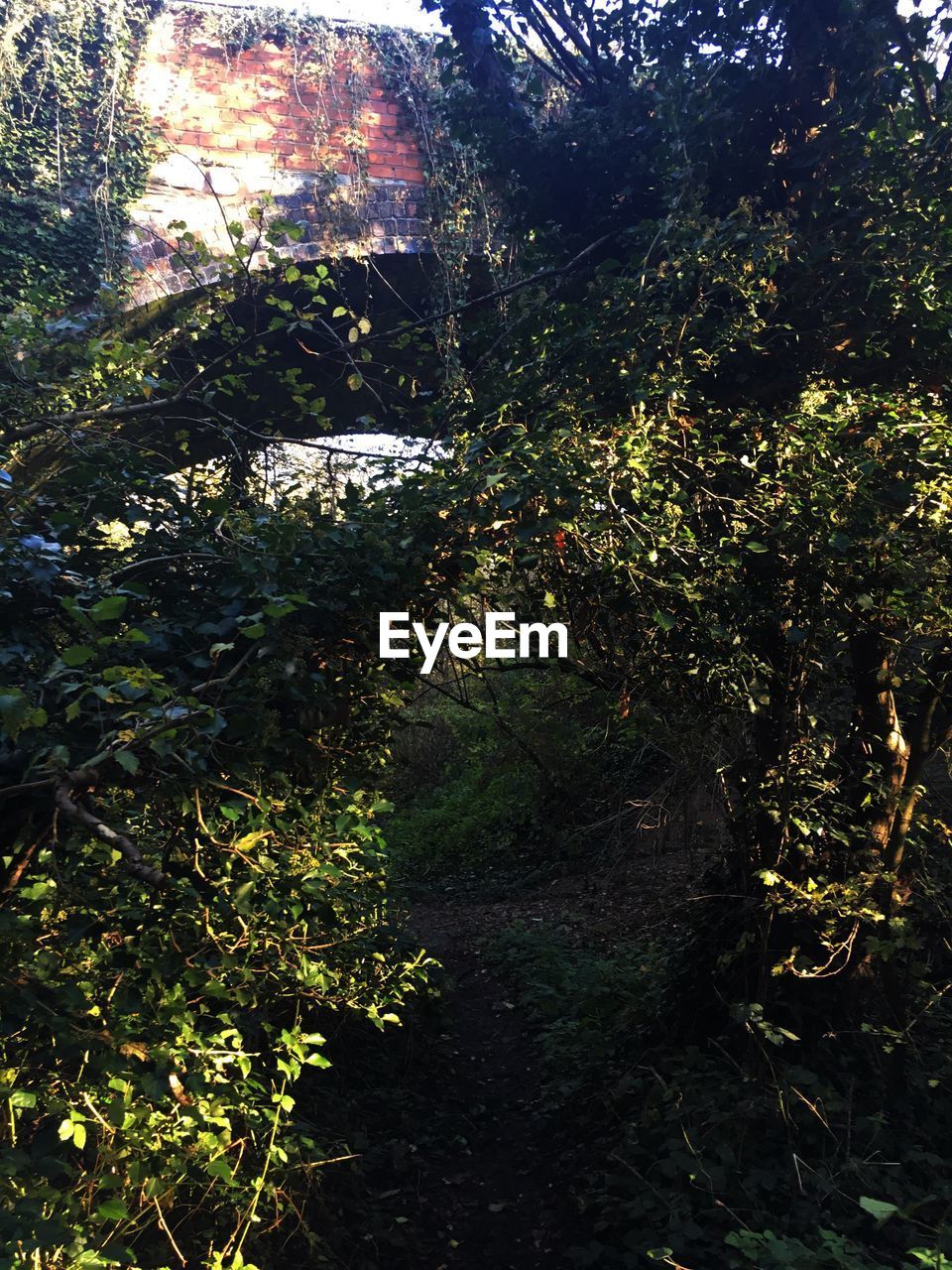 TREES AND PLANTS GROWING IN FOREST