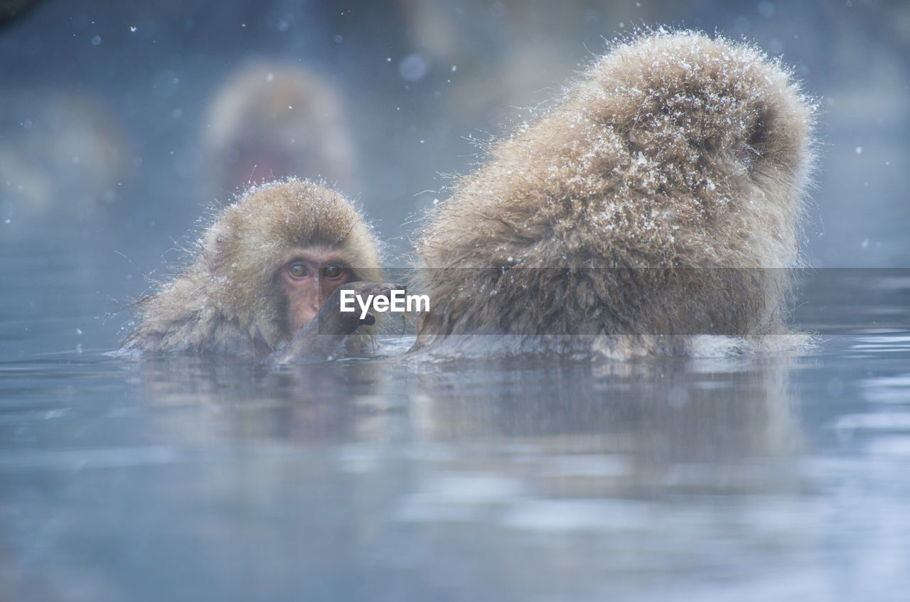 Snow monkey in a hot spring, nagano, japan.