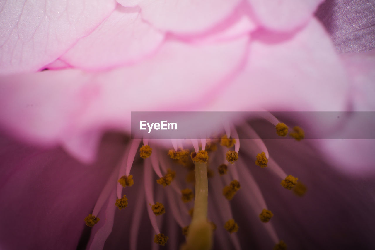 Close-up of pink flower