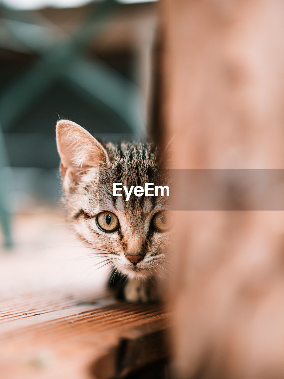 Close-up portrait of cat against blurred background