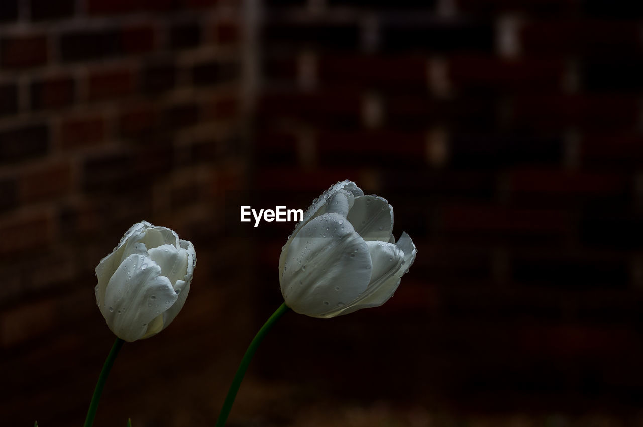 CLOSE-UP OF WHITE ROSE ON FLOWER