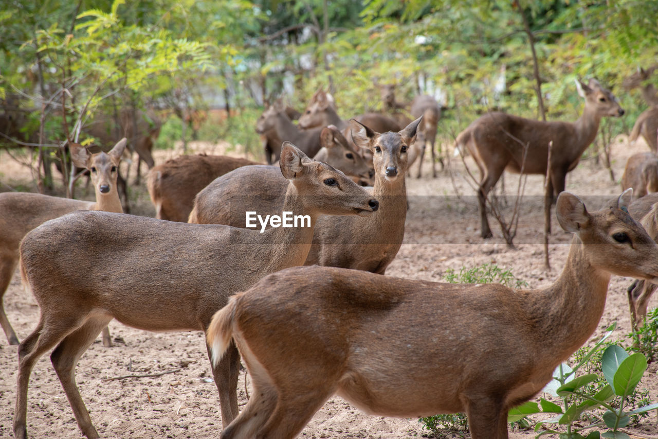 Herd deer that gather in the zoo.many deer are standing and looking at camera.