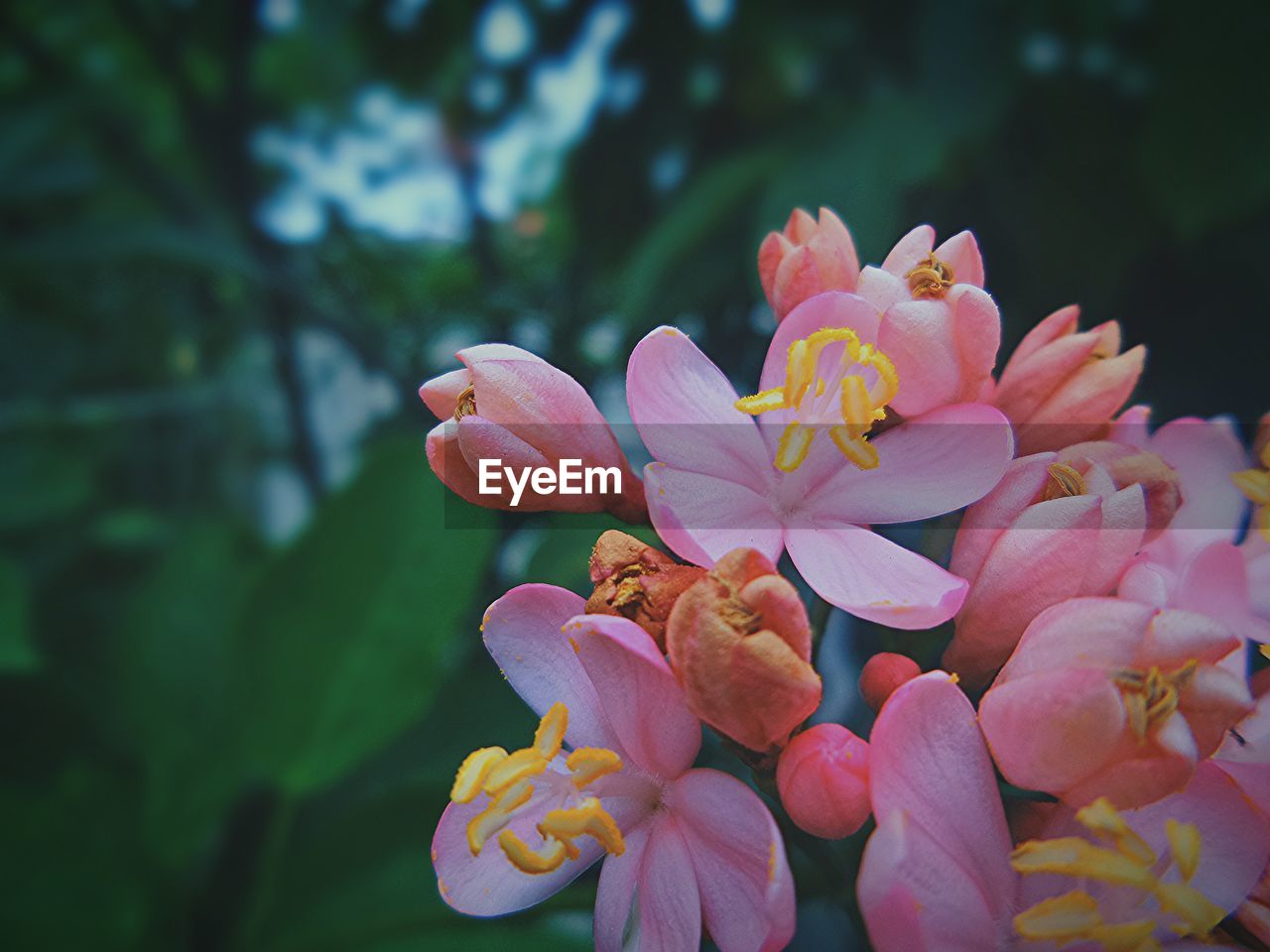 Close-up of flowers blooming outdoors