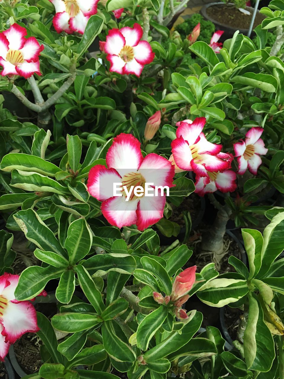 CLOSE-UP OF PINK FLOWERS BLOOMING