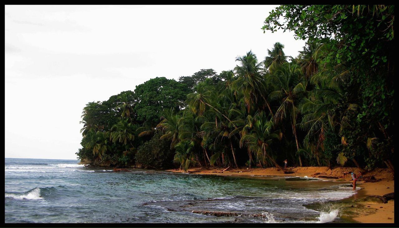 SCENIC VIEW OF PALM TREES AT BEACH AGAINST SKY