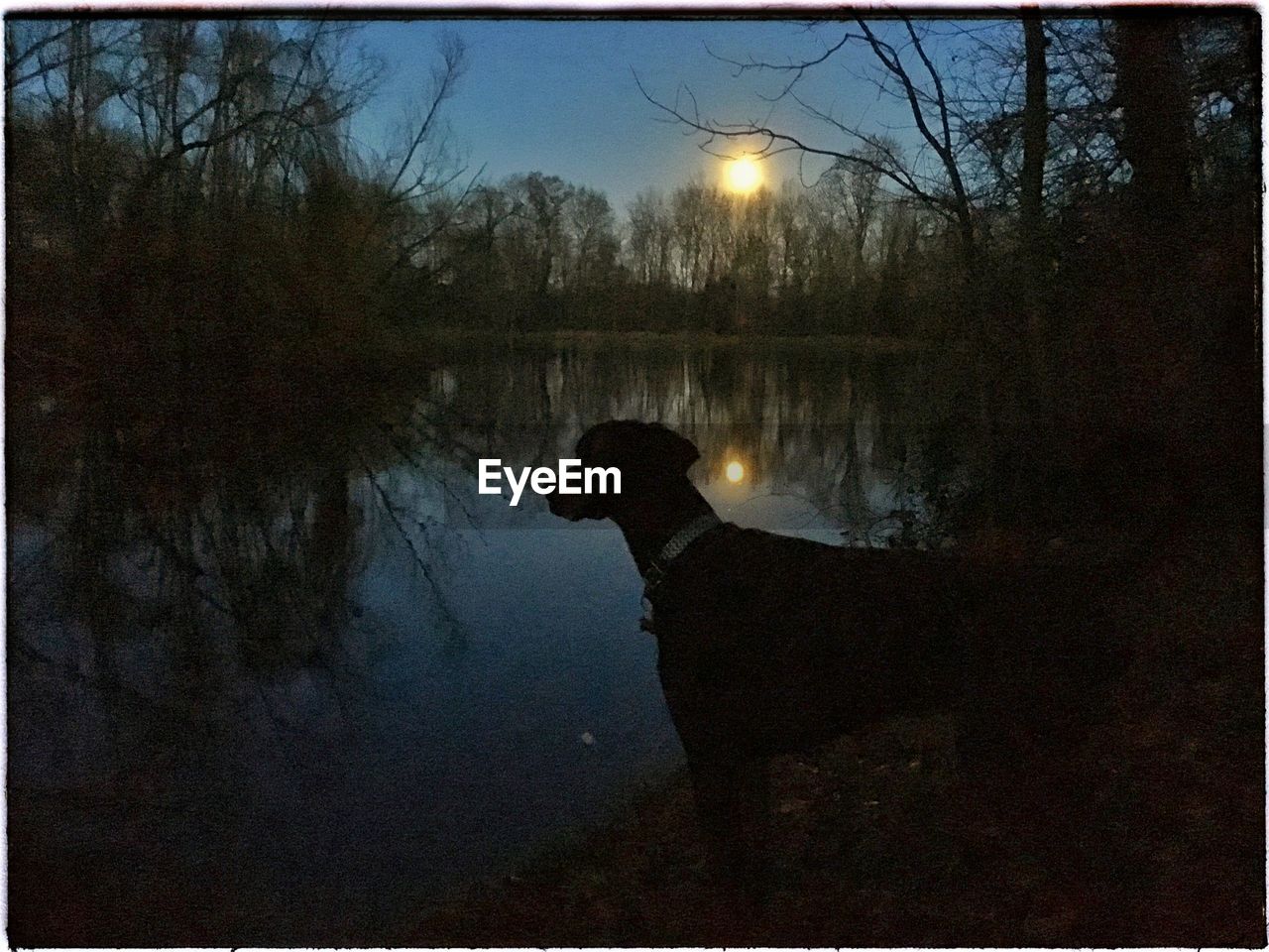 REFLECTION OF TREES IN WATER