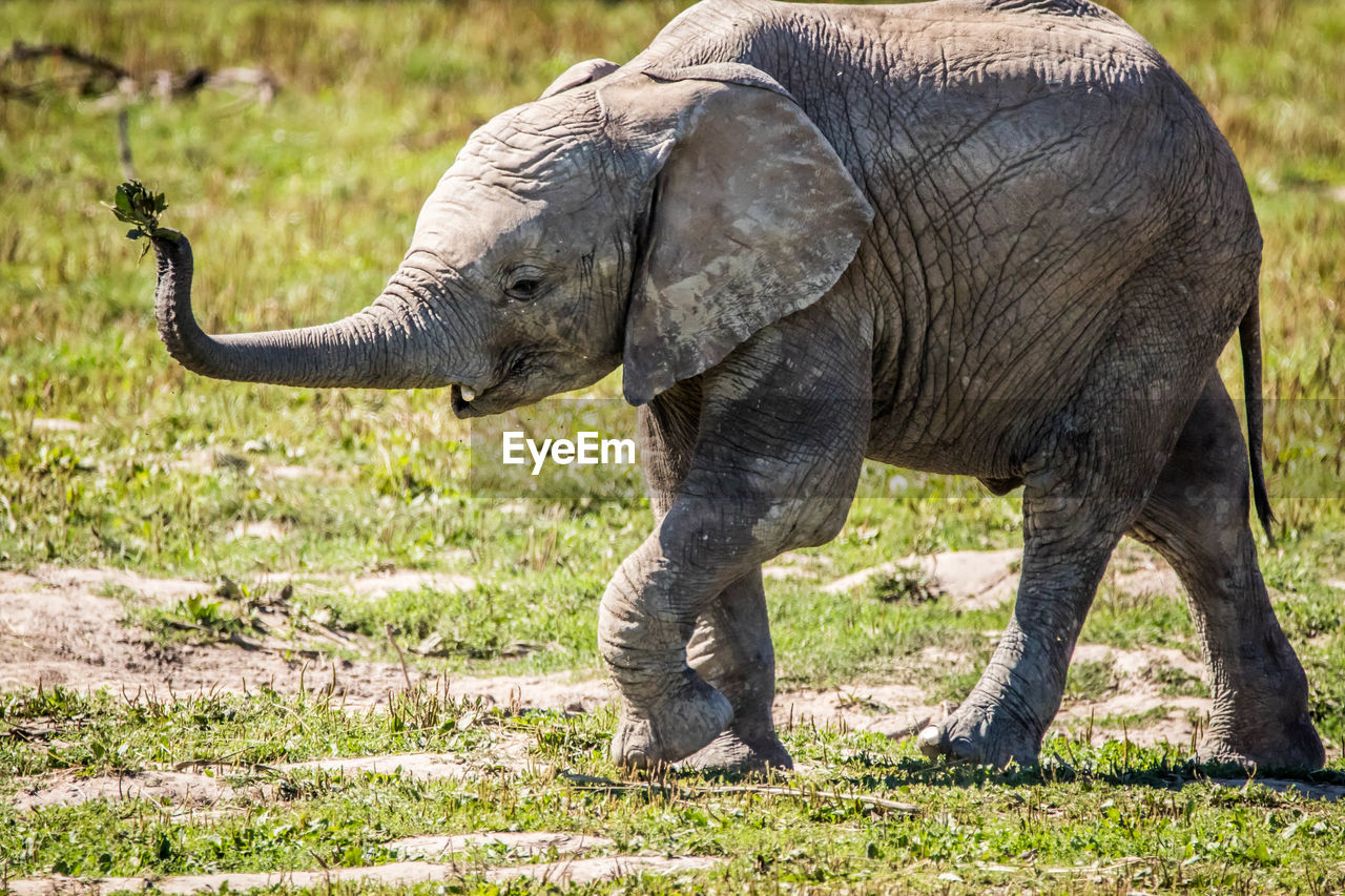 ELEPHANT ON A LAND