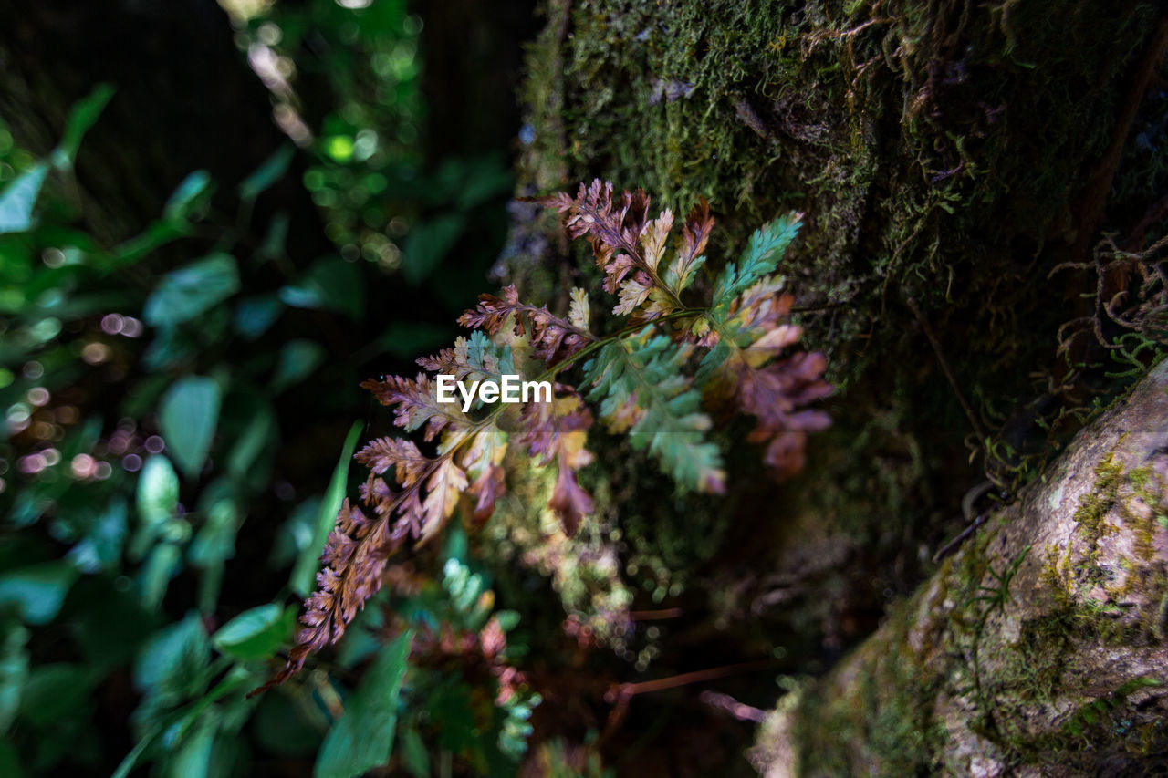 CLOSE-UP OF LICHEN GROWING ON TREE TRUNK