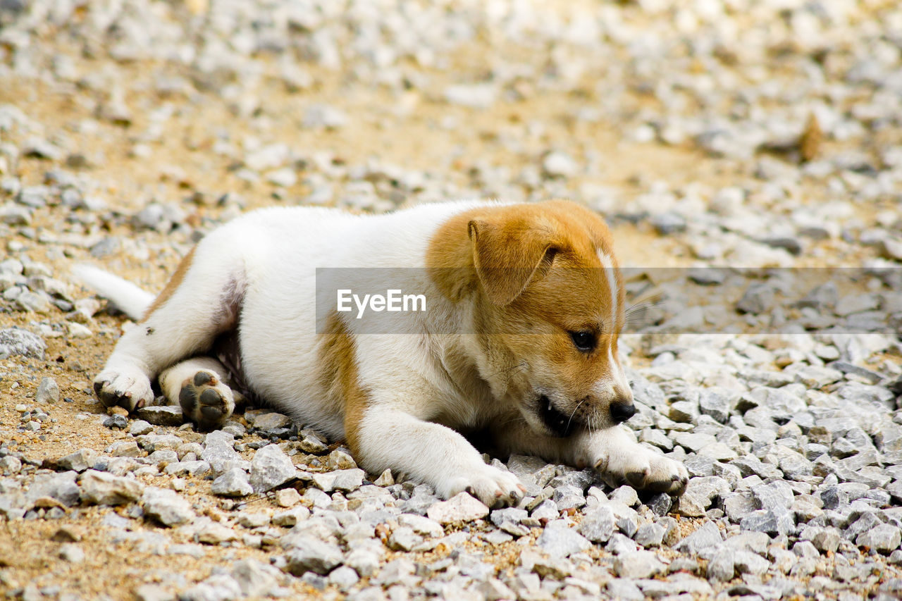 VIEW OF A RELAXED DOG