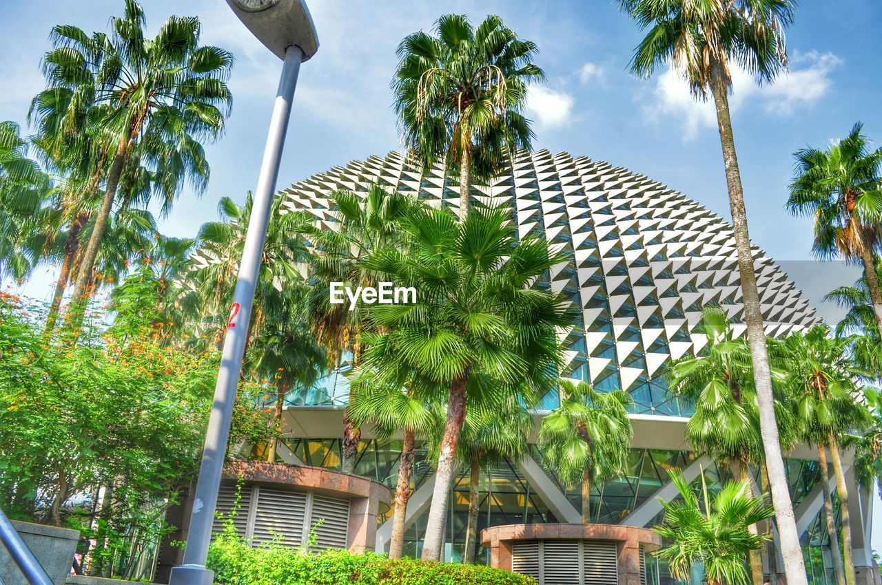 LOW ANGLE VIEW OF PALM TREES AGAINST SKY