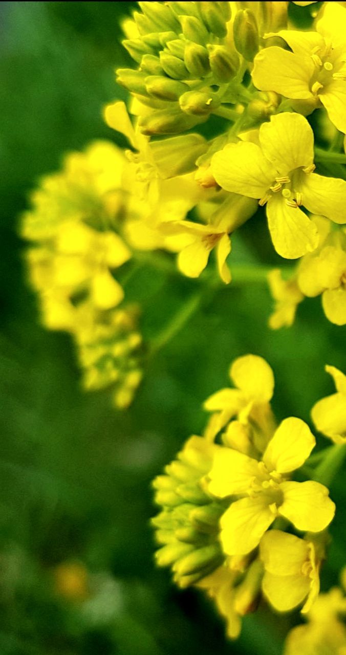 CLOSE-UP OF YELLOW FLOWERS BLOOMING IN PARK