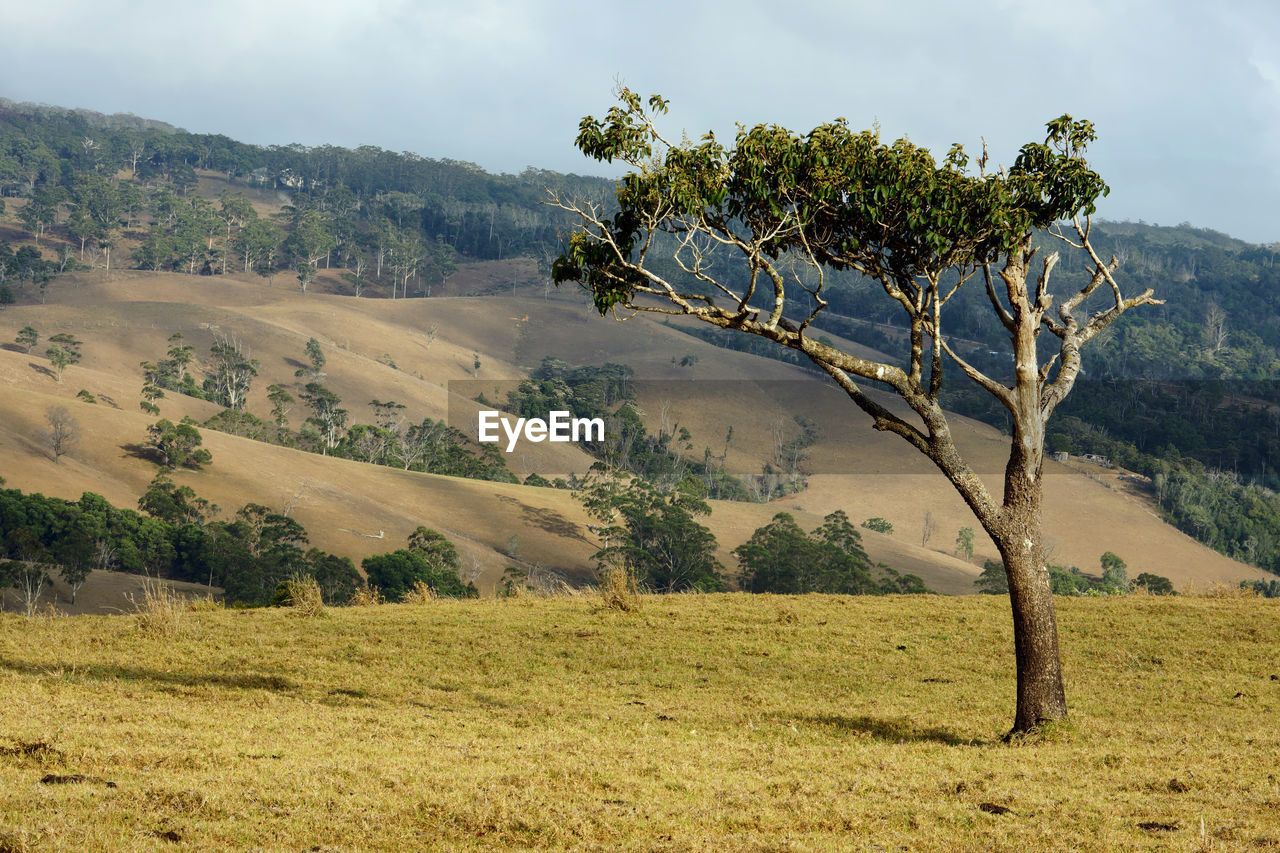 Dry drought affected landscape at crediton, eungella range, queensland australia