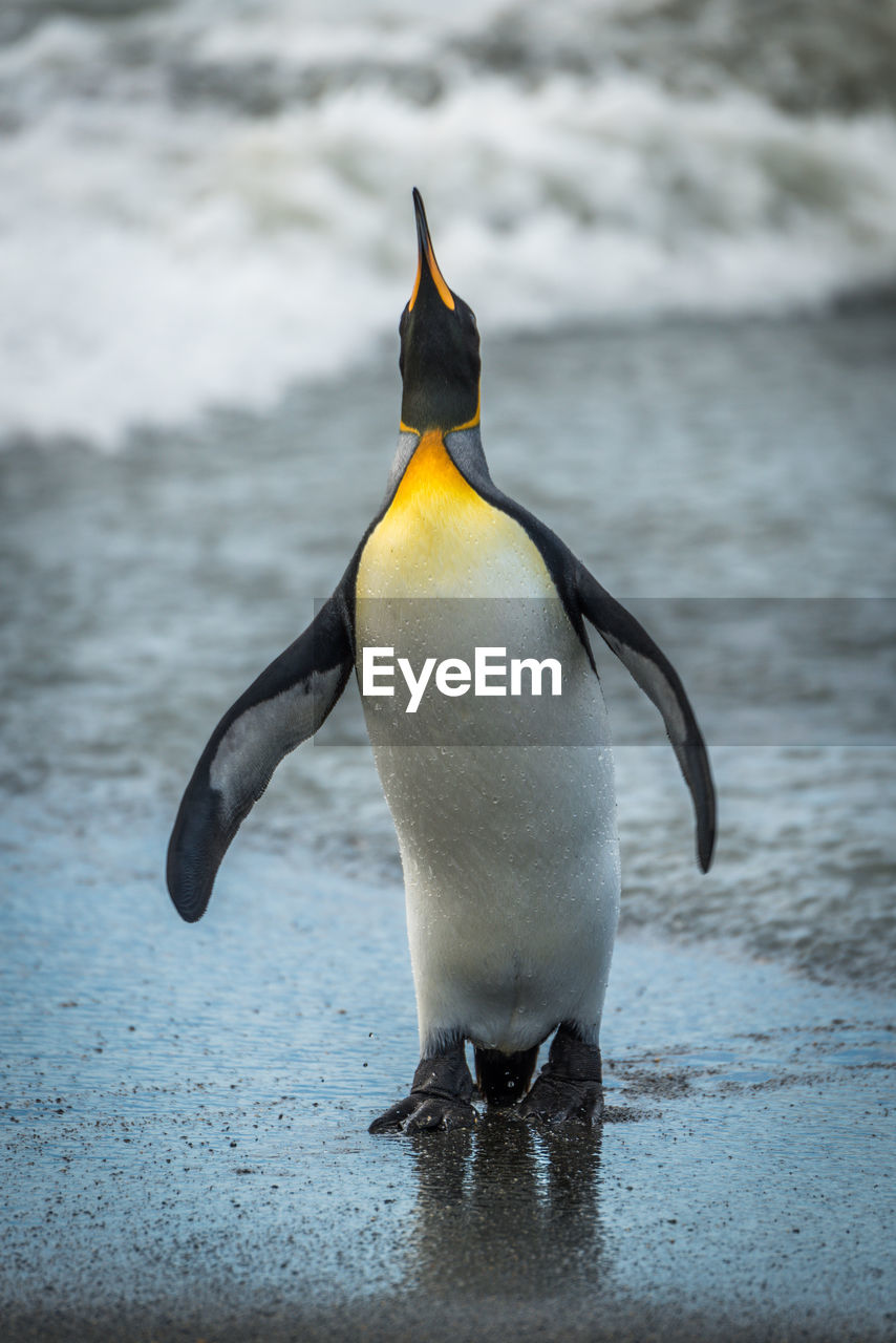 Close-up of emperor penguin at sea shore