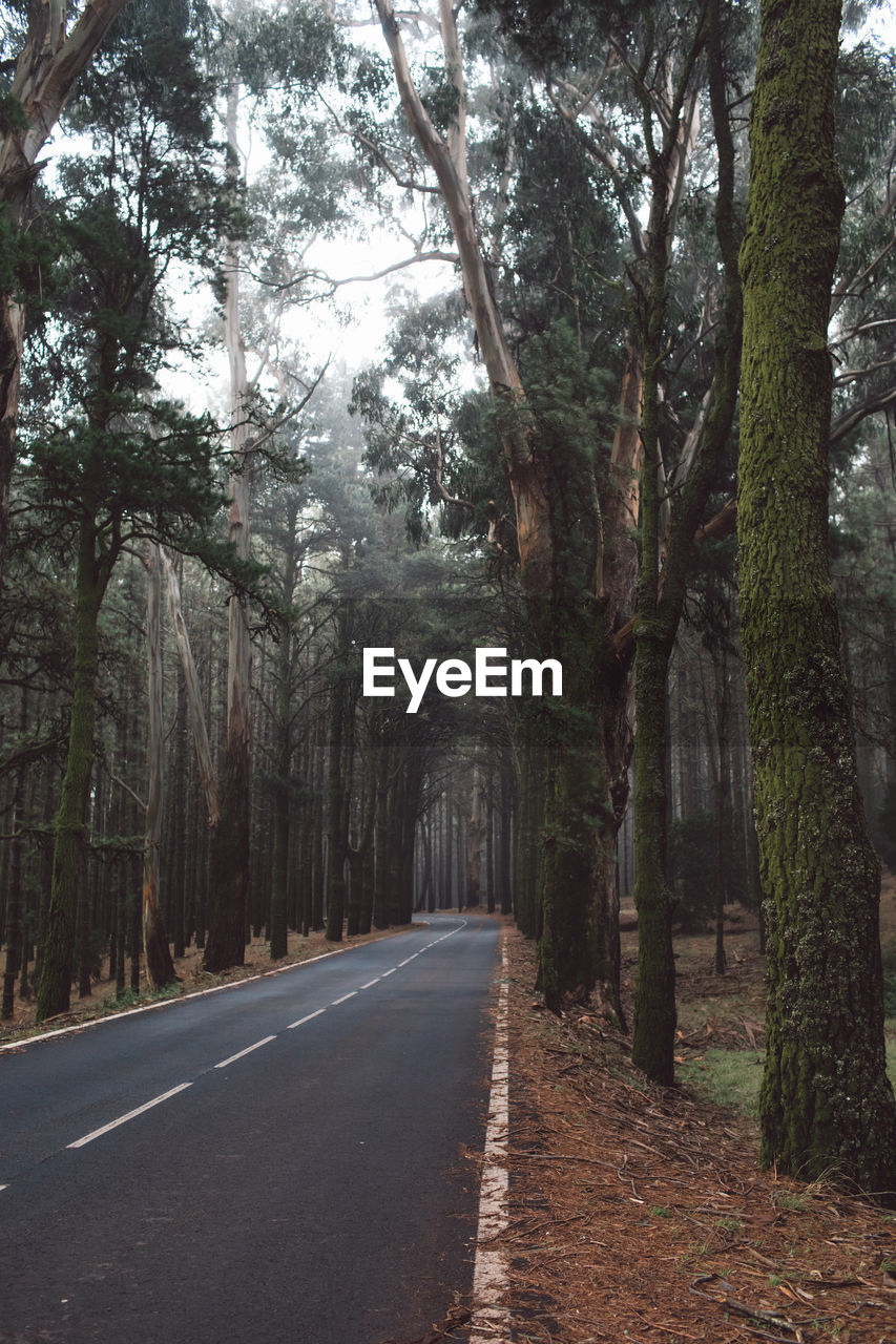 Empty road along trees in forest