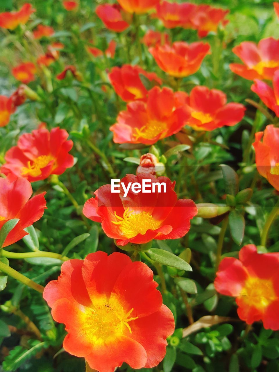 CLOSE-UP OF FLOWERS BLOOMING IN PARK